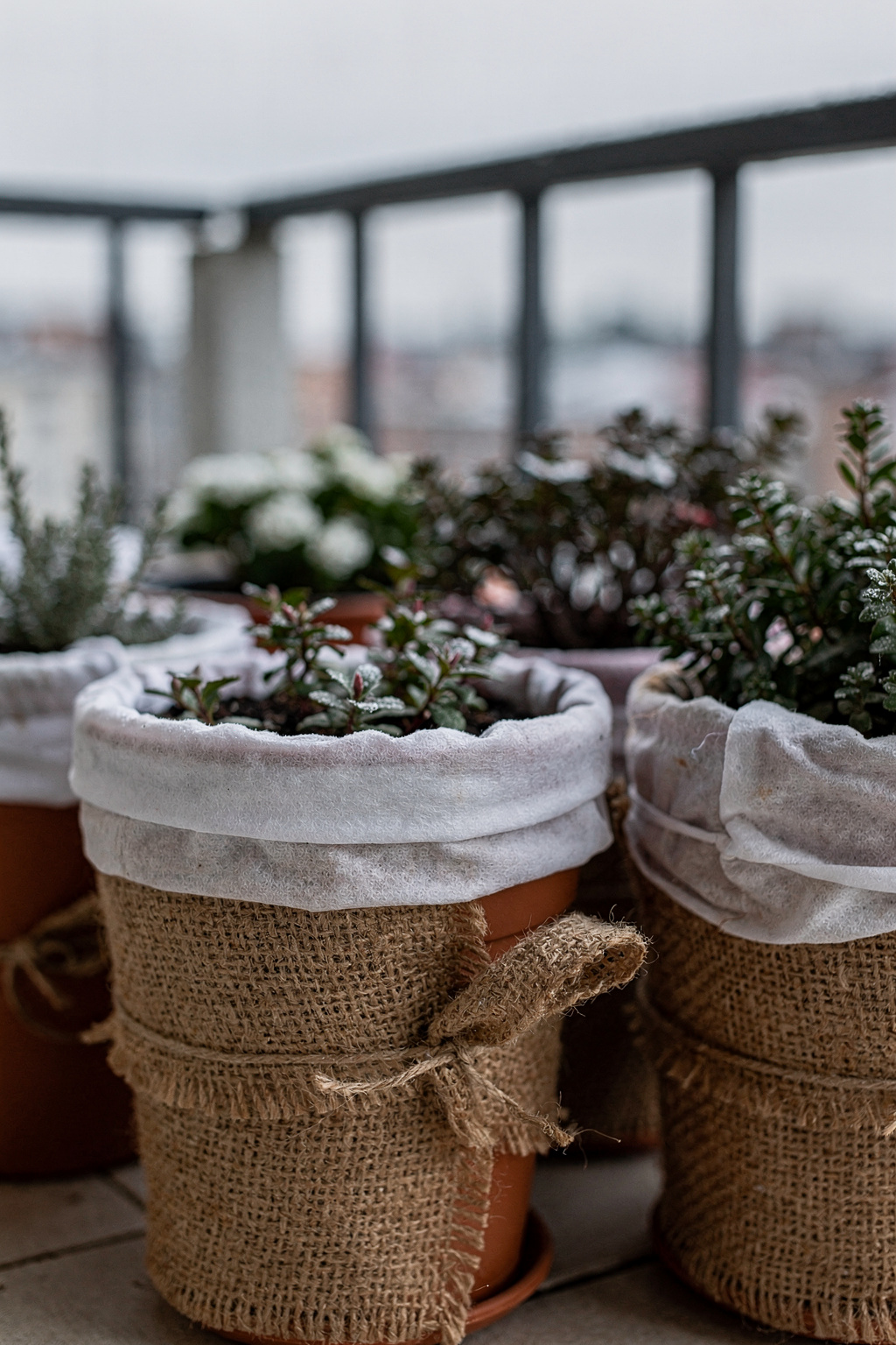Kübelpflanzen auf einem Balkon sind zum Winterschutz in Jute eingewickelt und mit Vlies abgedeckt.