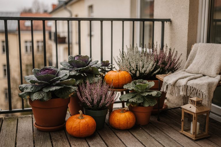 7 Balkonpflanzen für den Herbst, die wirklich robust sind