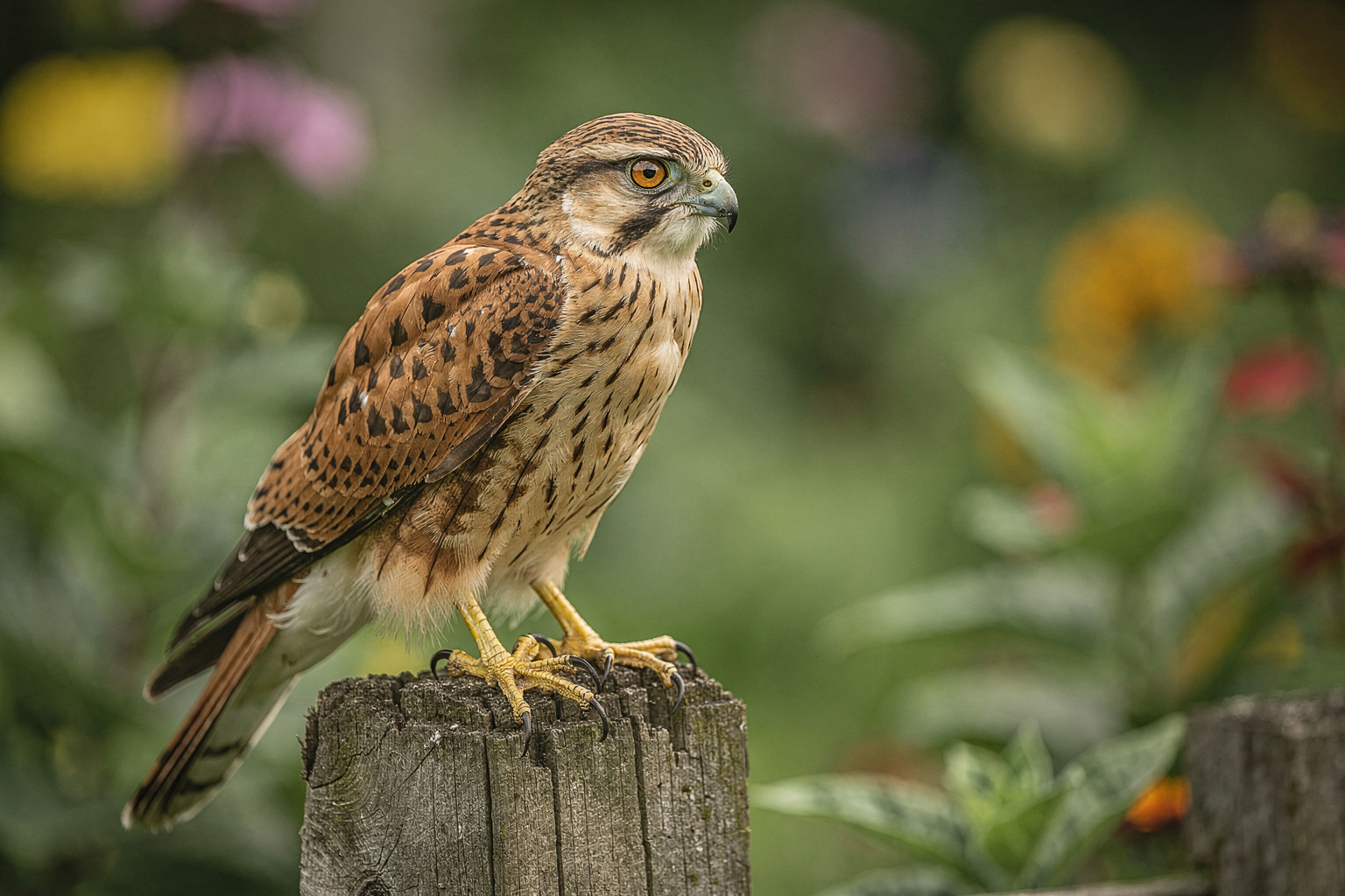 Kleiner Greifvogel im Garten: 7 Arten erkennen und anlocken
